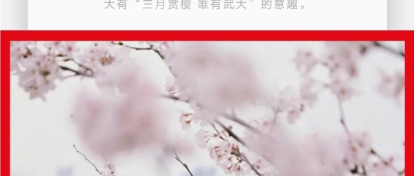 对某一种花的喜爱，是各人心中的感触